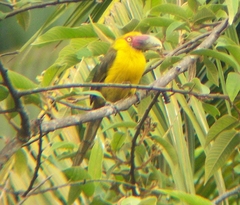 Pteroglossus bailloni