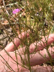 Agalinis setacea