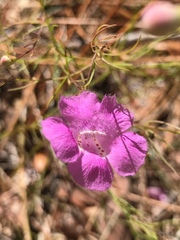 Agalinis setacea