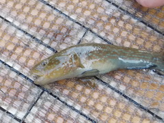 Tridentiger brevispinis