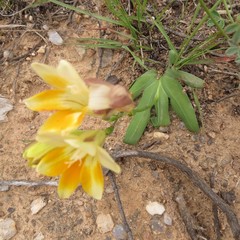 Freesia fergusoniae