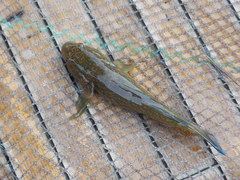 Tridentiger brevispinis