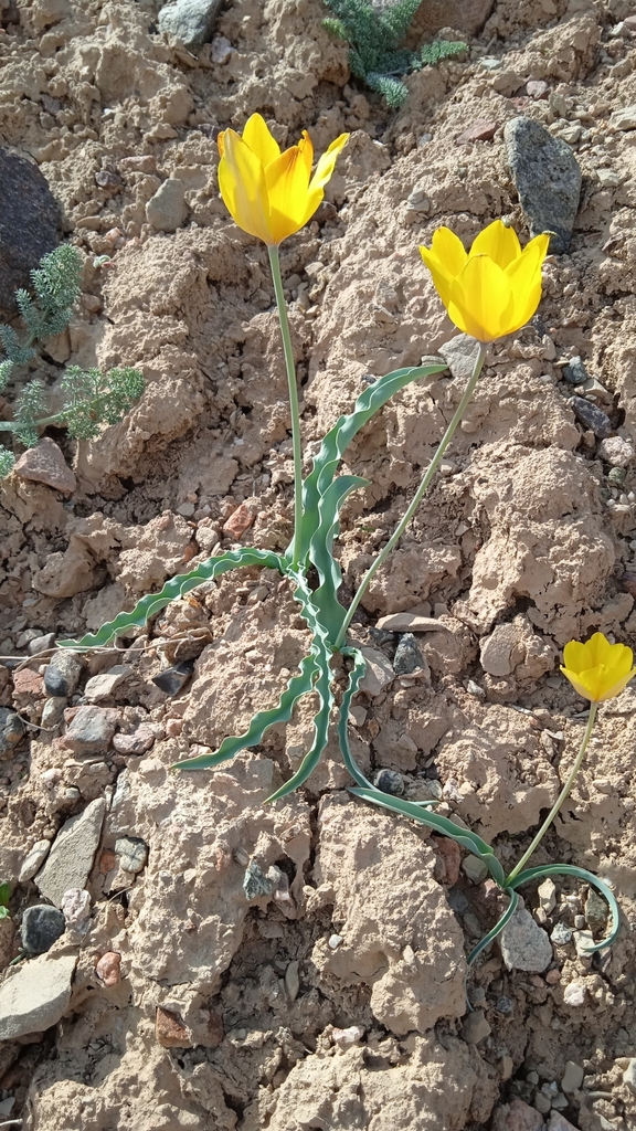 Tulipa scharipovii
