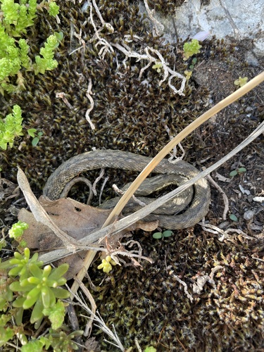 Natrix maura