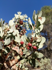 Arctostaphylos viscida mariposa