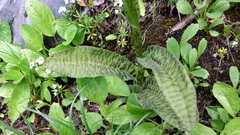 Dactylorhiza maculata