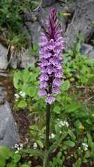 Dactylorhiza maculata