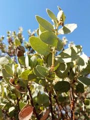 Arctostaphylos viscida mariposa