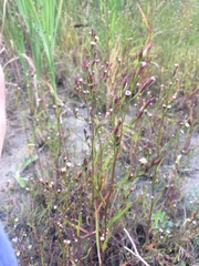 Symphyotrichum subulatum subulatum