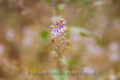 Veronica anagallis-aquatica anagallis-aquatica