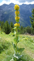 Gentiana lutea lutea
