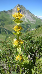 Gentiana lutea lutea