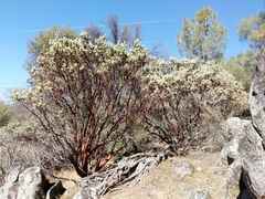 Arctostaphylos viscida mariposa