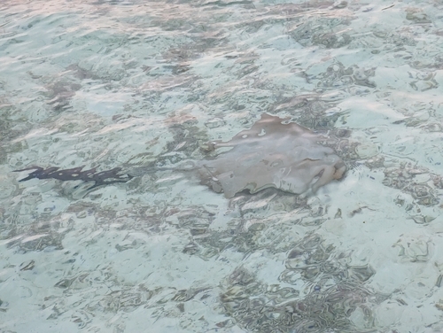 Broad Cowtail Stingray (Pastinachus ater)