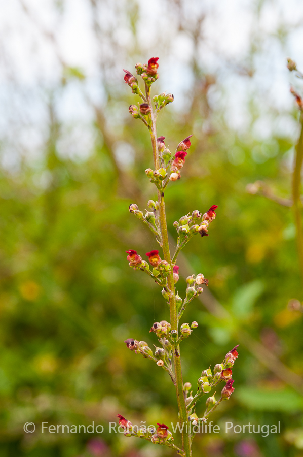 Scrophularia auriculata