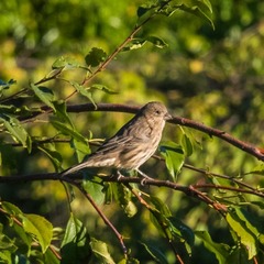 Haemorhous mexicanus