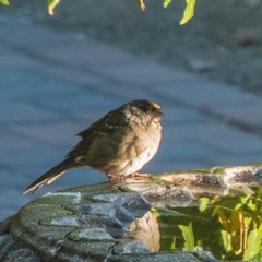 Zonotrichia atricapilla