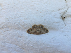 Gnophini