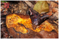 Ommatophora luminosa
