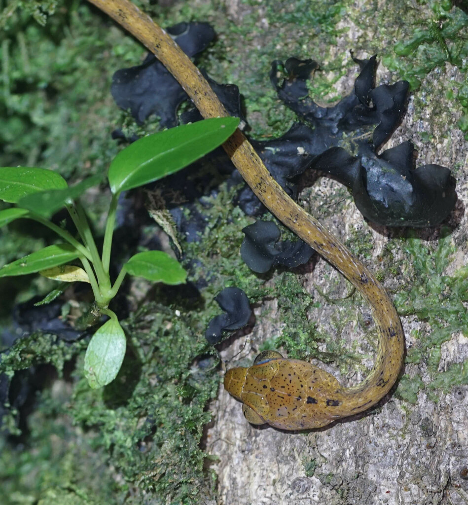Western Tree Snake