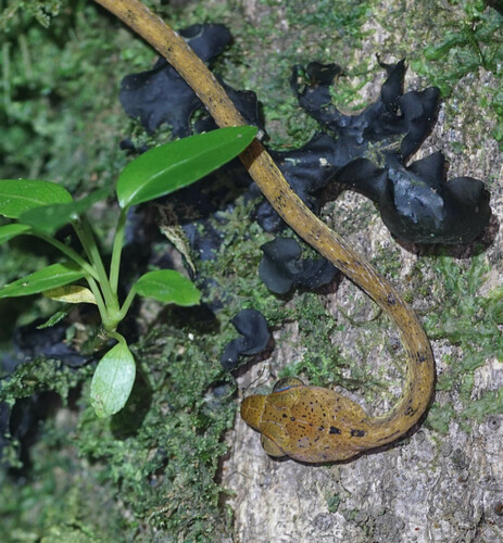Western Tree Snake
