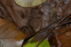 Pterocyclos rupestris