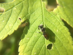 Sphecodes davisii