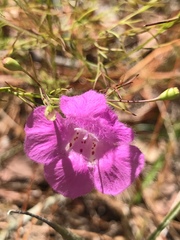 Agalinis setacea