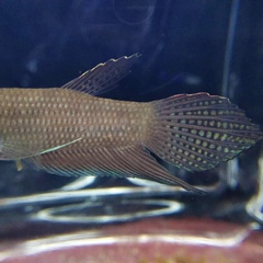 Apollo Betta photo 2