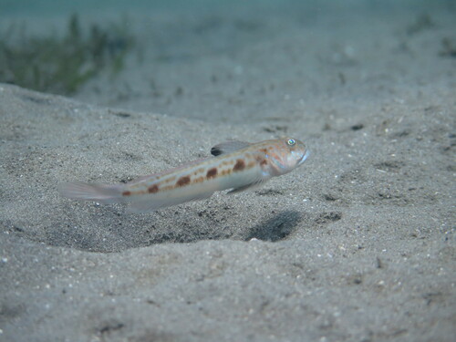 Spotfin goby (Oxyurichthys stigmalophius) — Gobiidae — 3