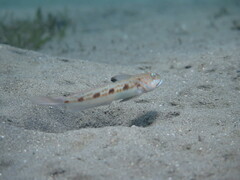 Spotfin Goby photo 5