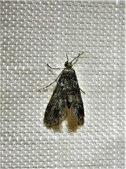 Elophila tinealis