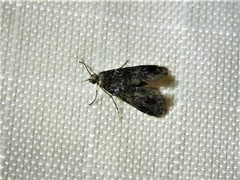 Elophila tinealis