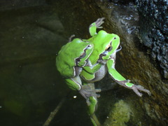 Hyla intermedia