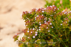 Thymus camphoratus