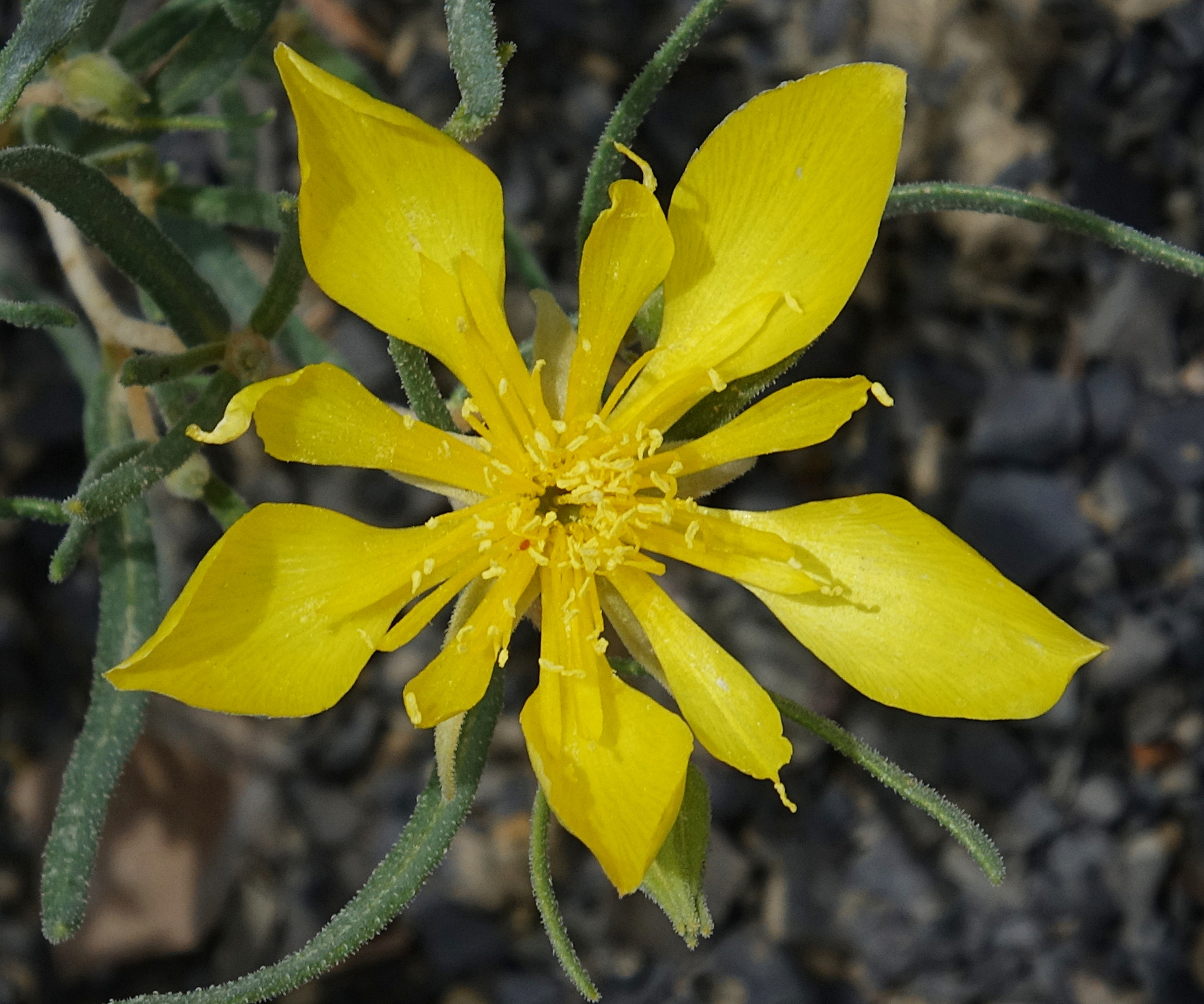 Mentzelia multicaulis