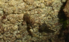 Salamandrina perspicillata