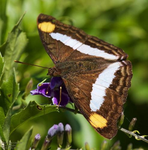Pavon Emperor photo 5