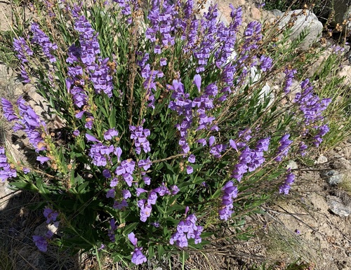 Penstemon venustus