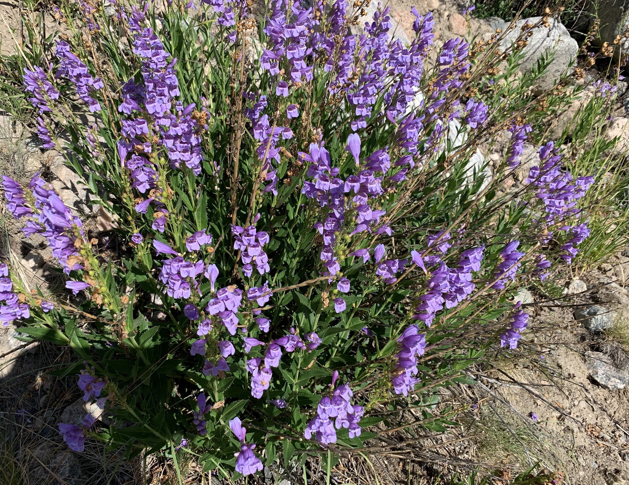 Penstemon venustus