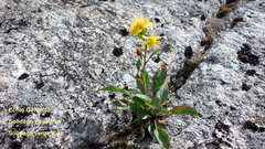Solidago virgaurea lapponica