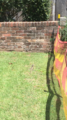 Intellagama lesueurii