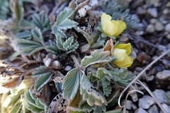 Potentilla acaulis