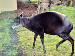 Yellow-Backed Duiker photo 2