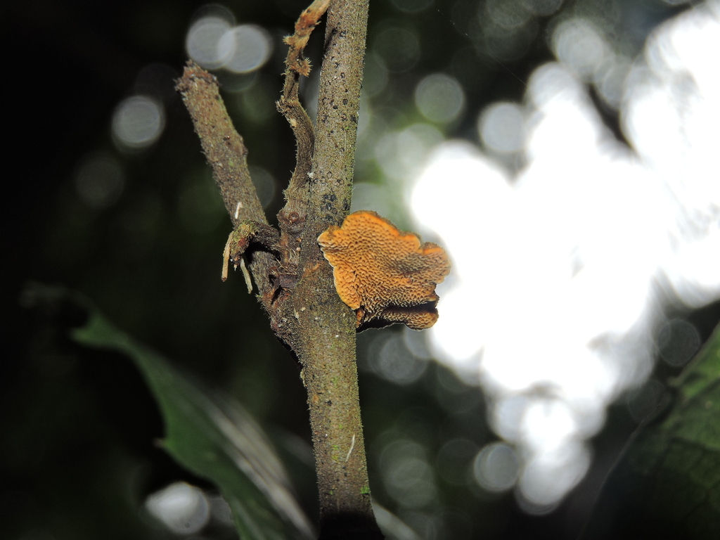 Phylloporia minuta