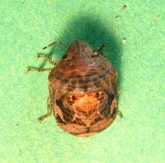 Stethaulax marmorata