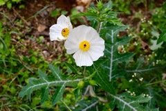 Argemone grandiflora