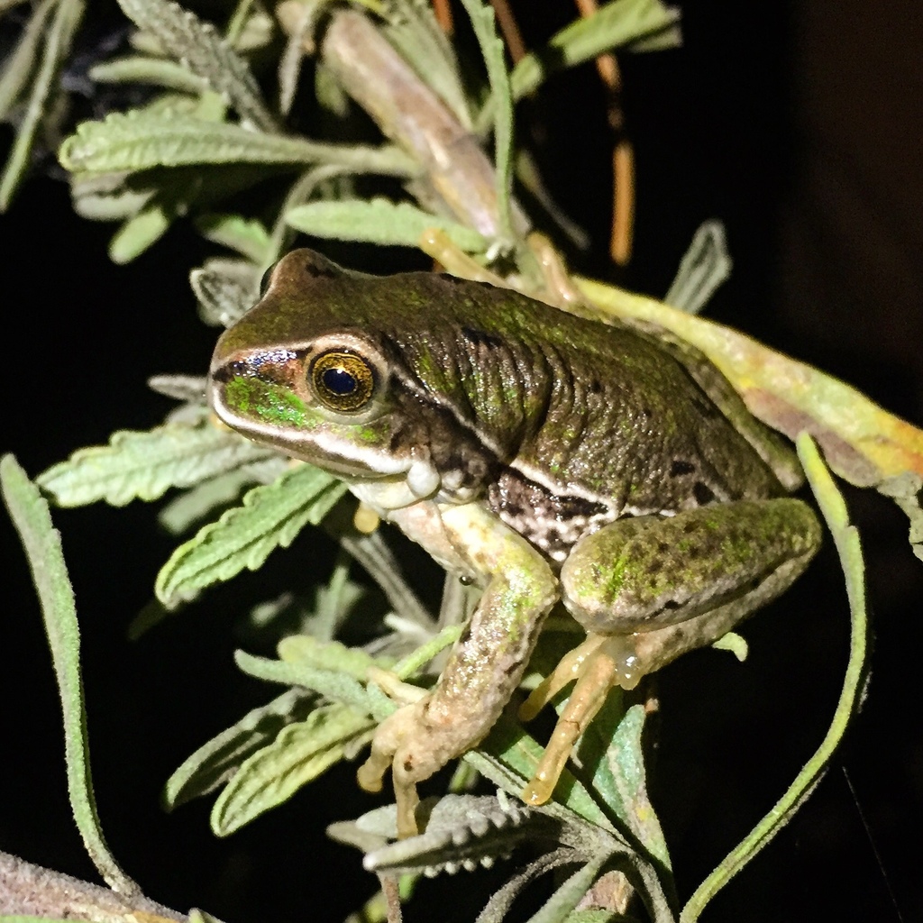 Azuay Marsupial Frog