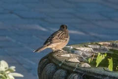 Zonotrichia atricapilla