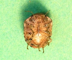 Stethaulax marmorata